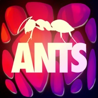 Услуги The Ants