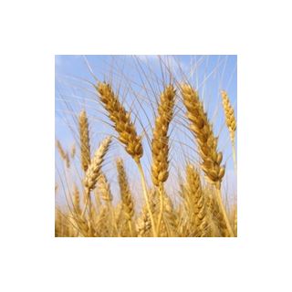 Продам еду 4b еды. Перелет в любой гос во время экспы. в Lords Mobile