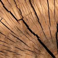 продажа предметов, вещей Продам еду 4b дерева. Перелет в любой гос во время экспы. - Ресурсы в Lords Mobile